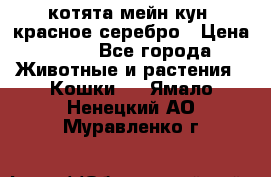 котята мейн кун, красное серебро › Цена ­ 30 - Все города Животные и растения » Кошки   . Ямало-Ненецкий АО,Муравленко г.